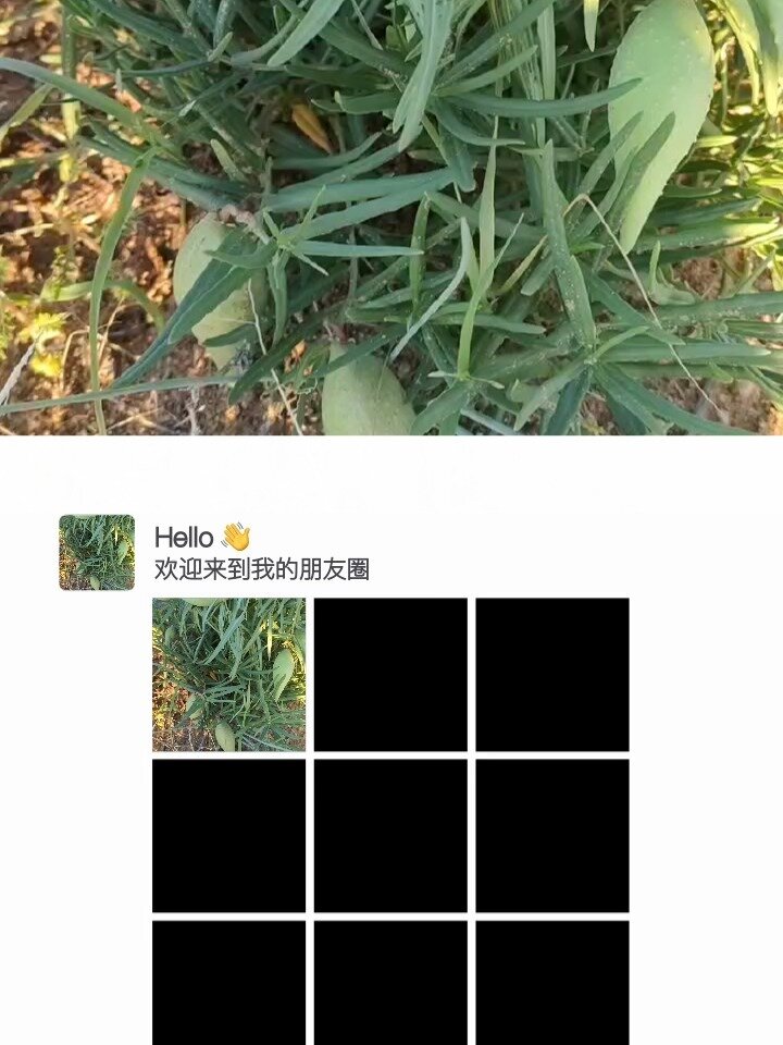 羊母奶草地梢瓜女人的福音