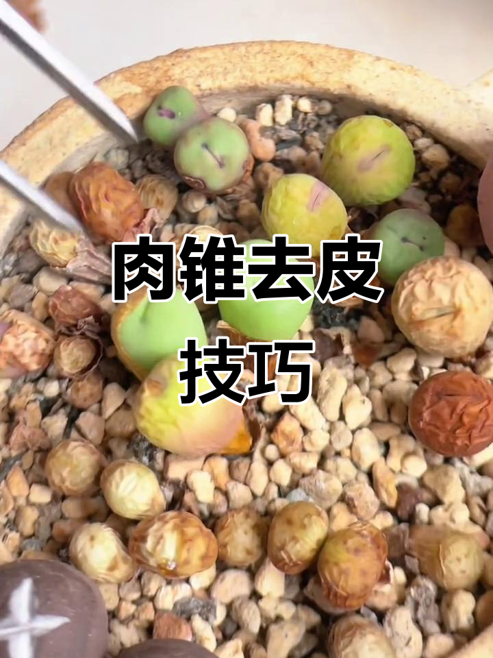 肉锥扒皮大揭秘,小红嘴来帮忙