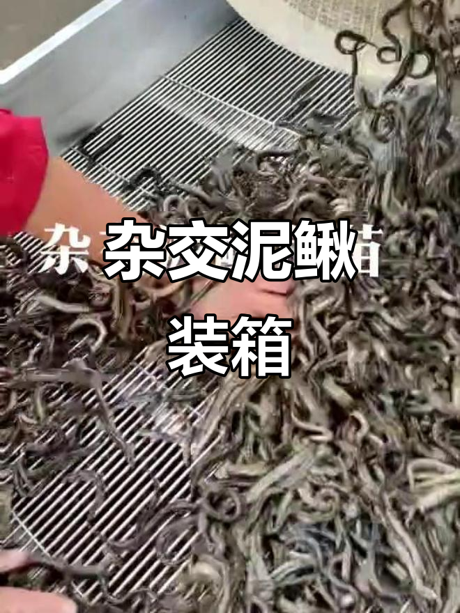 杂交泥鳅鱼苗装箱现场，活力十足