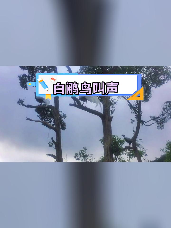 聆听白鹇鸟的美丽歌声