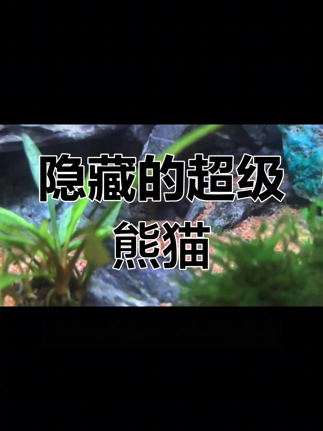 新鱼缸里的神秘小伙伴:超级熊猫虾虎