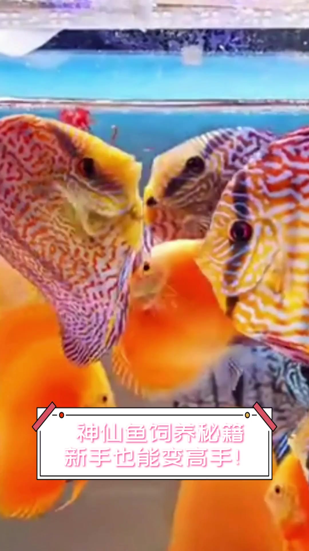 神仙鱼饲养秘籍,新手也能变高手!