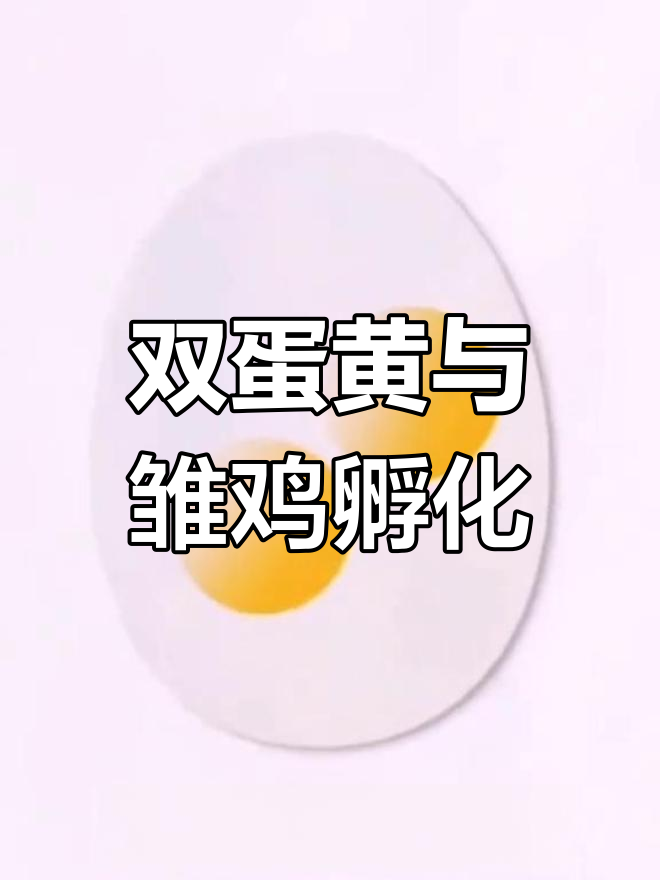 鸡蛋里的秘密:双蛋黄能孵出两只小鸡吗?