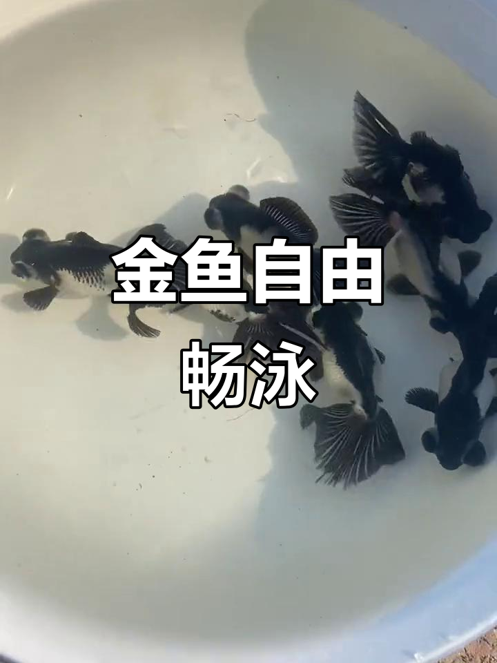 熊猫蝶尾金鱼成长记，水中自由游动的美妙时刻