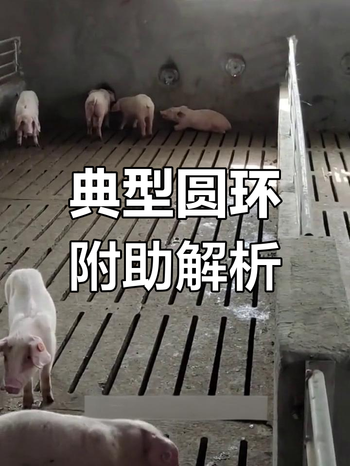 圆环病毒引发的猪病症状与治疗方案