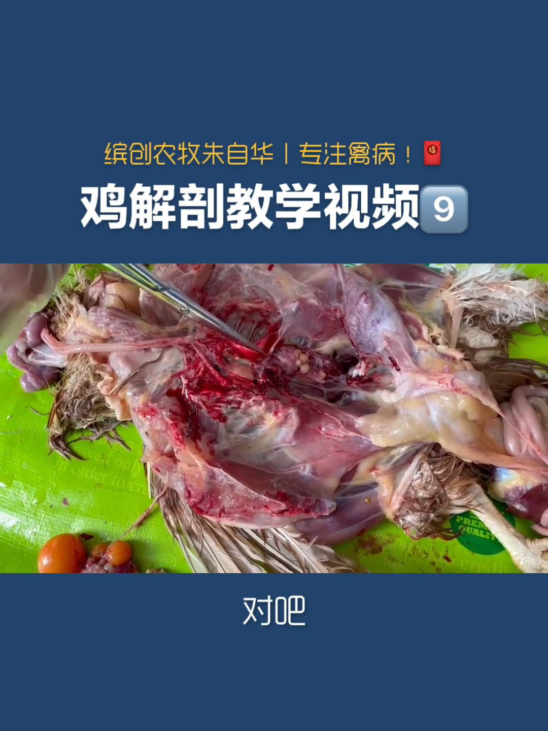 鸡解剖教学视频9