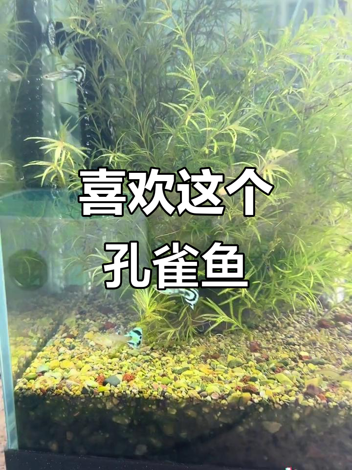 古老马赛克孔雀鱼，看它就能放松心情
