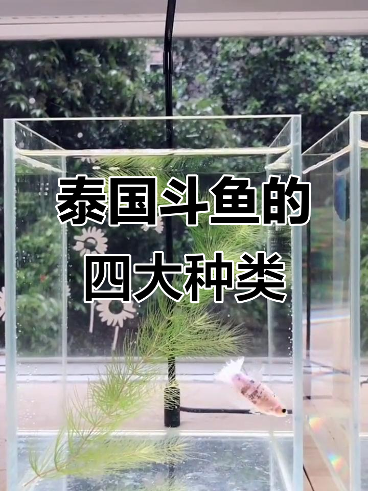 泰国斗鱼品种大揭秘：狮王、将军与超半月