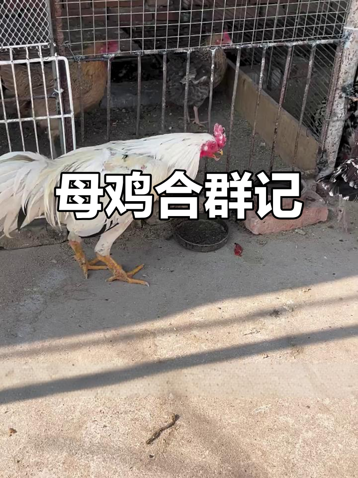 花母鸡终于融入群体,但伴侣不是我们期待的那一只