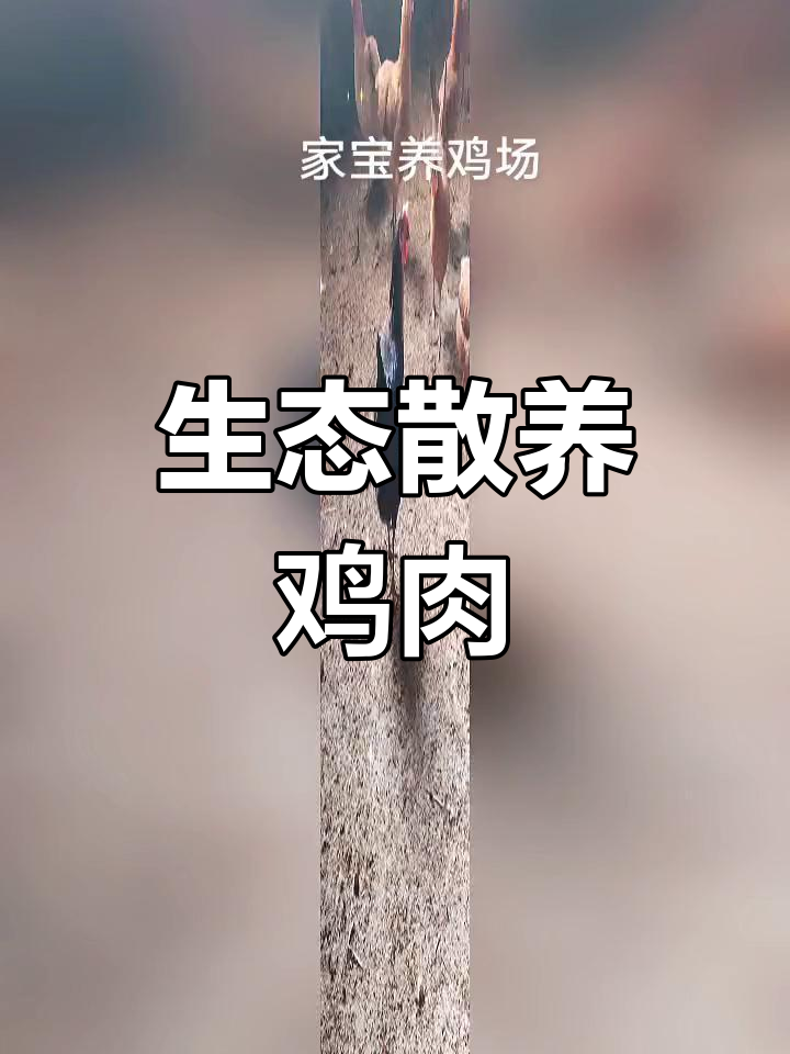 广西灵山土黑鸡与黄麻鸡生态放养,品质保障