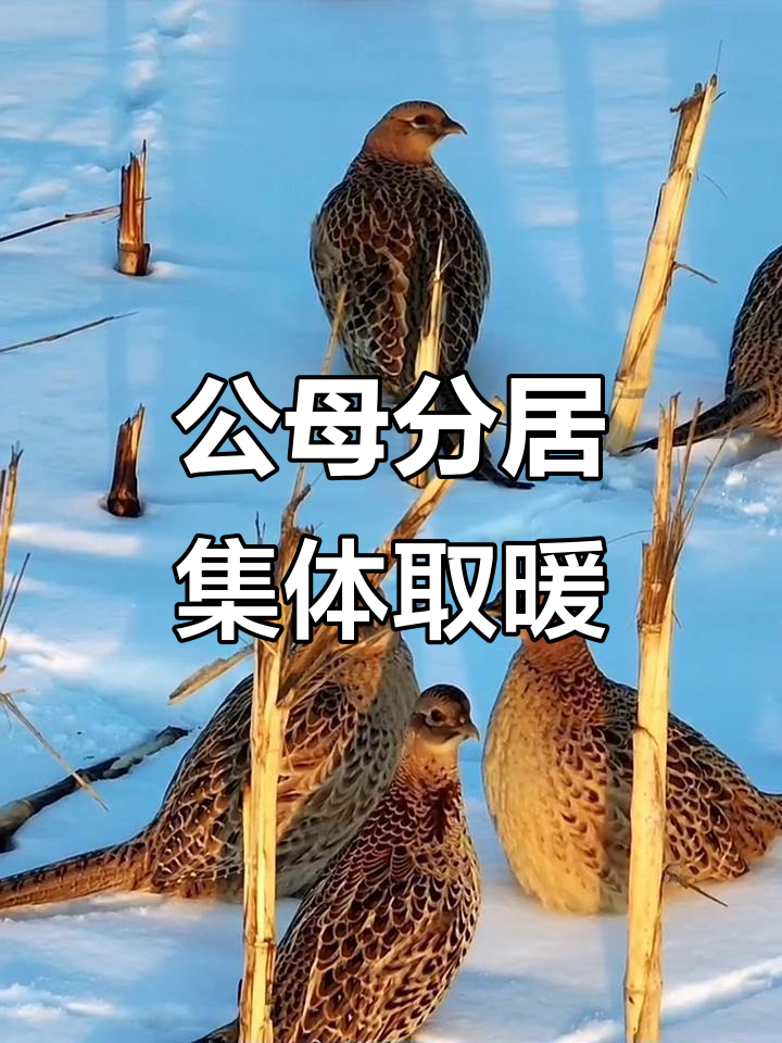 野山鸡为何成群结队?揭秘东北秋天的生存策略