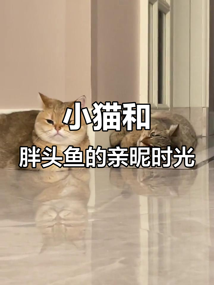 胖头鱼与小猫咪的呆萌日常，亲亲好可爱