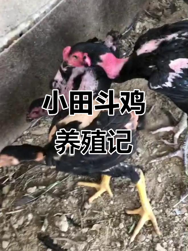 河南斗鸡养殖:从五点钟开始,小田的忙碌日常