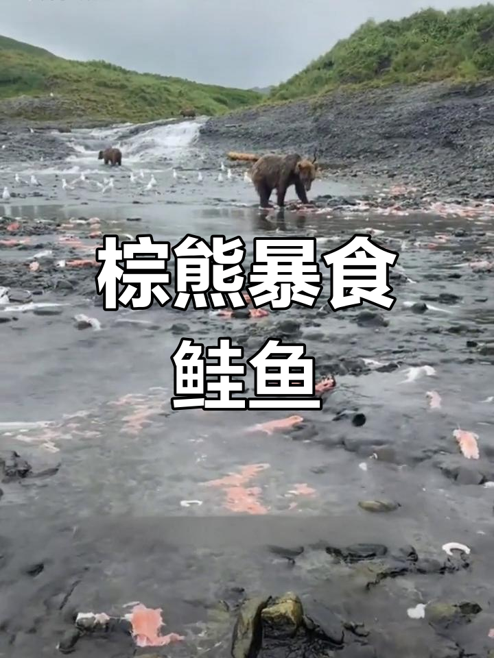 棕熊吃鲑鱼浪费惊人,吃得满地都是!
