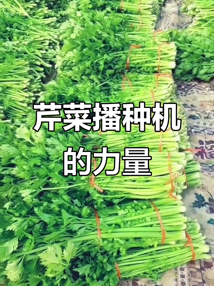 农业播种机助力芹菜基地,辛勤劳动者收获满满