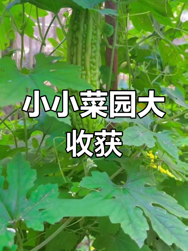 孩子们的小菜园:从木耳到西瓜,每一颗蔬菜都充满乐趣