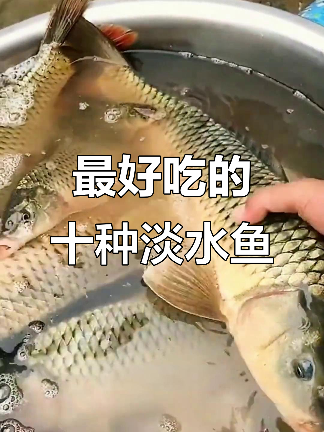十大最美味淡水鱼，你尝过几种？