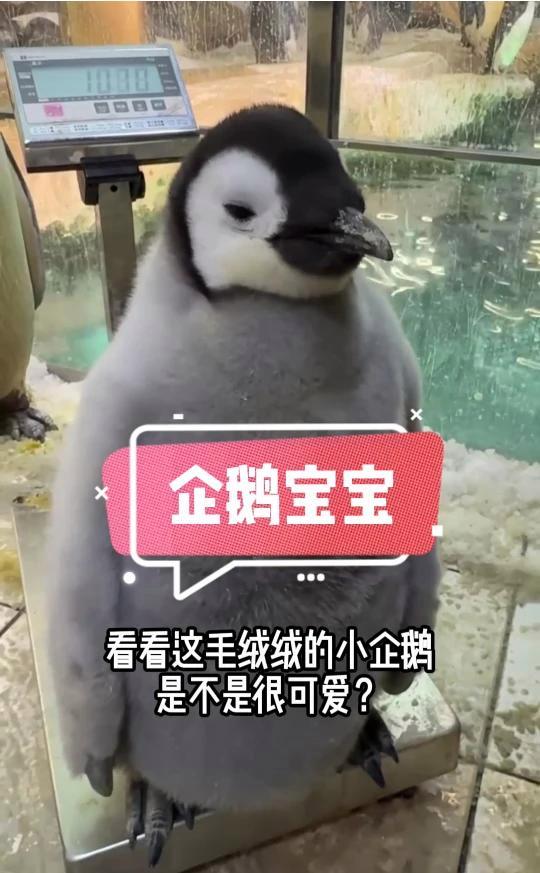 企鹅宝宝一口吞下一条鱼