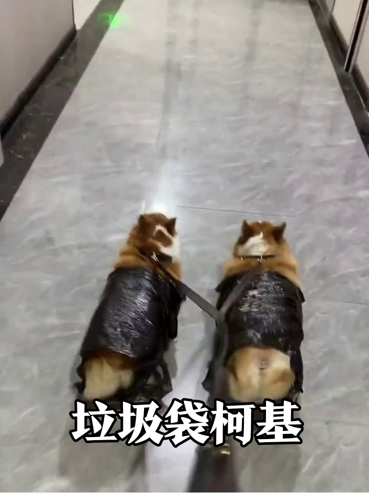 柯基穿塑料袋炸街,扭臀走路萌翻路人,这造型笑到打鸣!