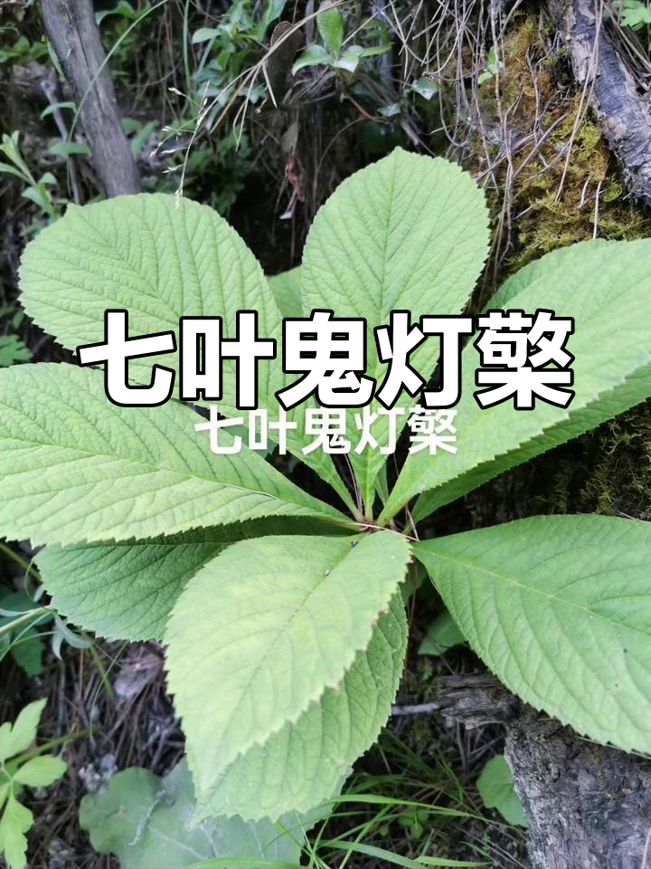 七叶鬼灯檠:岩白菜素的低含量植物