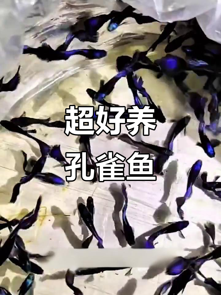 孔雀鱼:低维护高回报,超易养的豪门千金