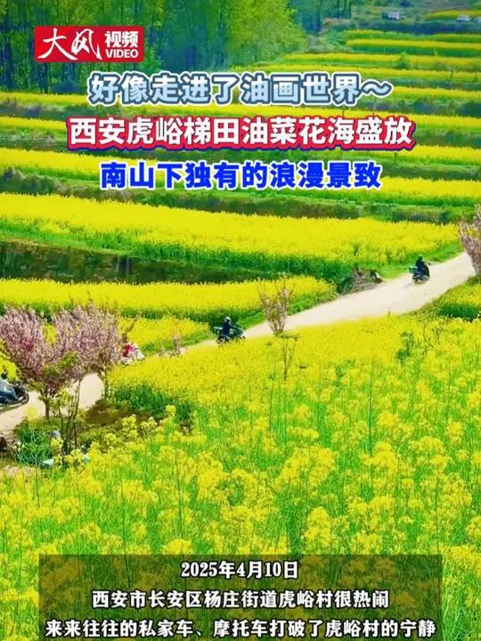 好像走进了油画世界～西安虎峪梯田油菜花海盛放南山下独有的浪漫景致
