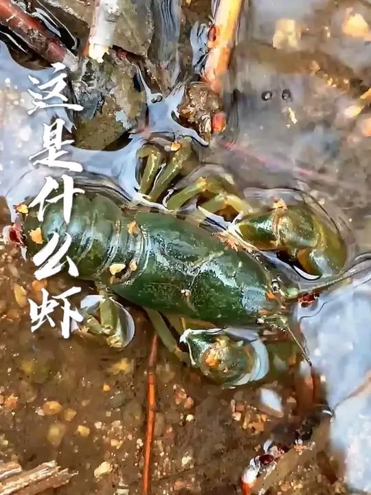 带你认识20种虾