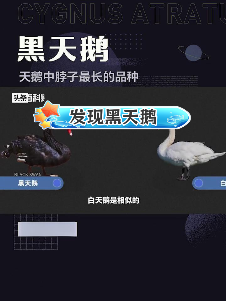 黑天鹅:脖子最长的天鹅品种