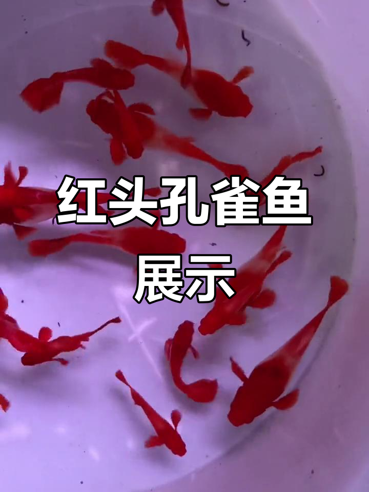 喜欢红头孔雀鱼的快来看看,超美双分水!