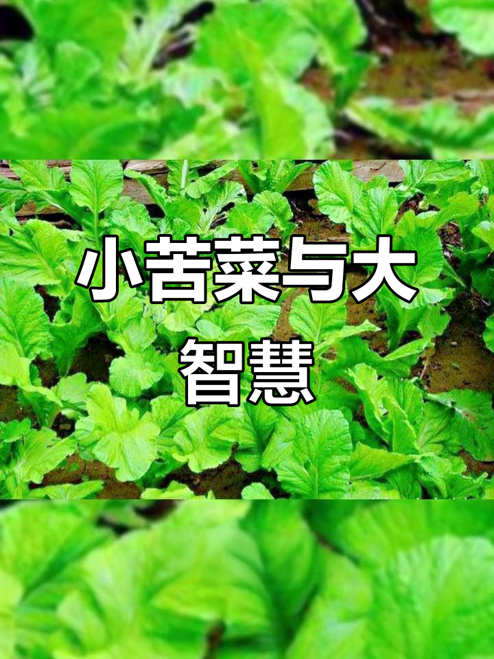 云南苦菜:芥菜的独特美味,昆明蔬菜批发揭秘