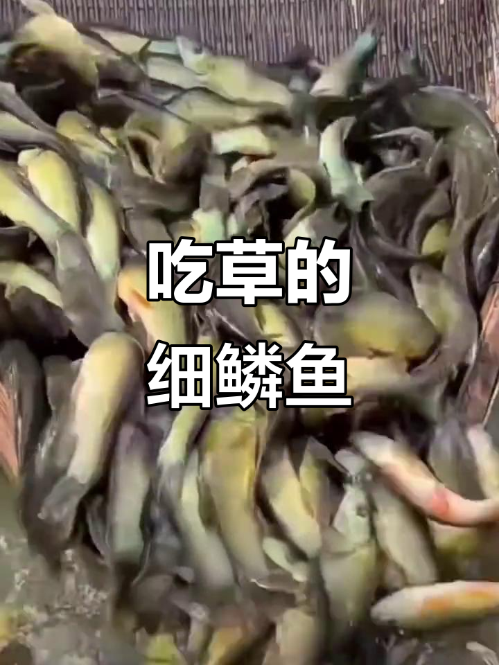 细鳞鱼:一年长三斤,最大能到十五斤