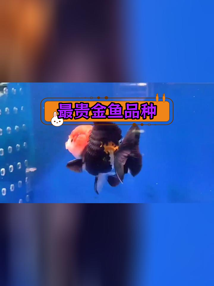 朱顶紫罗袍:金鱼中的珍稀品种