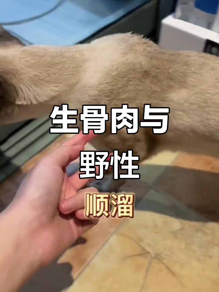 猫咪吃生肉不会变凶,就像老虎吃草也不会变成温顺的小动物