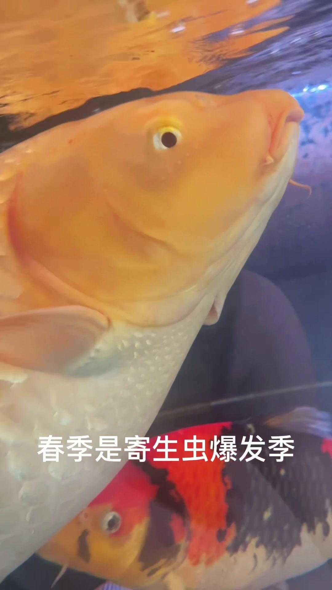 大黄锦鲤鱼单腮呼吸,春季杀虫双杀很有必要 养鱼日记 锦鲤 养鱼养心 观赏鱼 水族