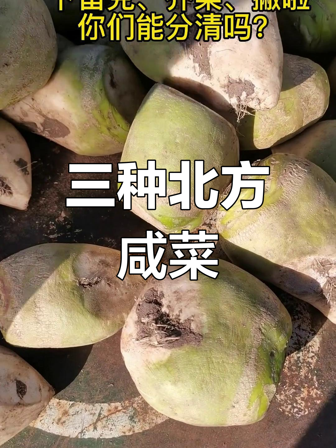 北方三种特色咸菜,你尝过吗?