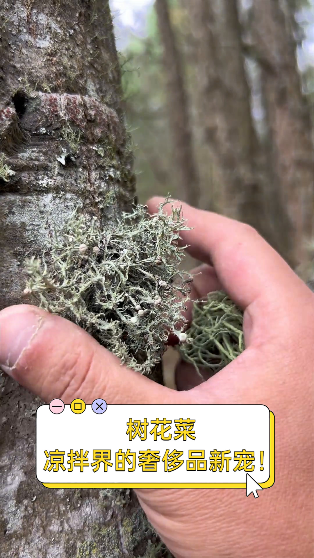 树花菜,凉拌界的奢侈品新宠!