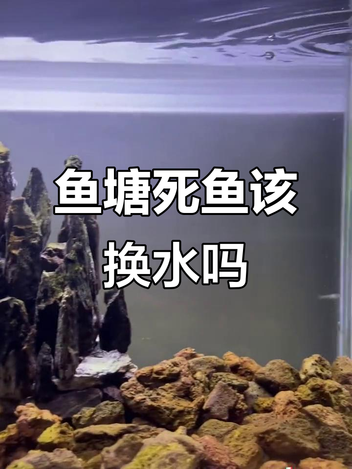 鱼塘大量死鱼，水质问题不容忽视