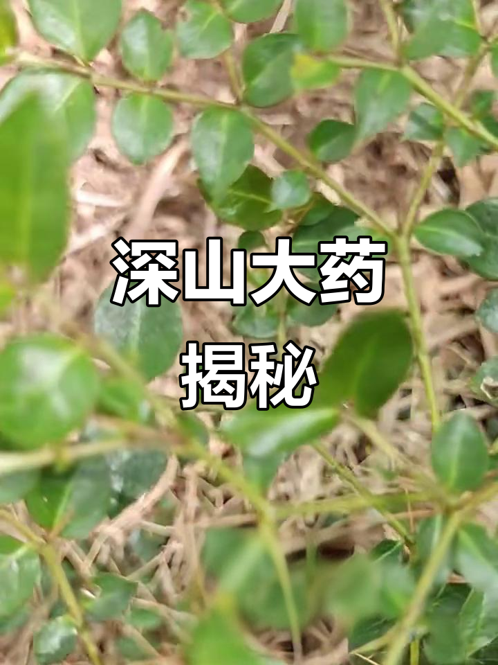 大山里的原生态中草药:虎刺、鸡筋参与鸟不息的秘密
