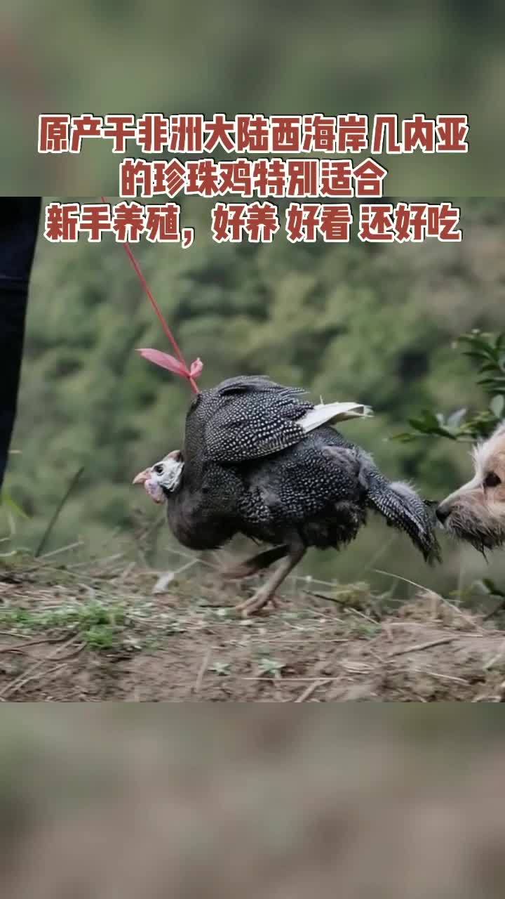 新农人计划2022 云枫教你学养殖 三农 种养结合新三农 养殖 珍珠鸡 养鸡 原产于非洲大