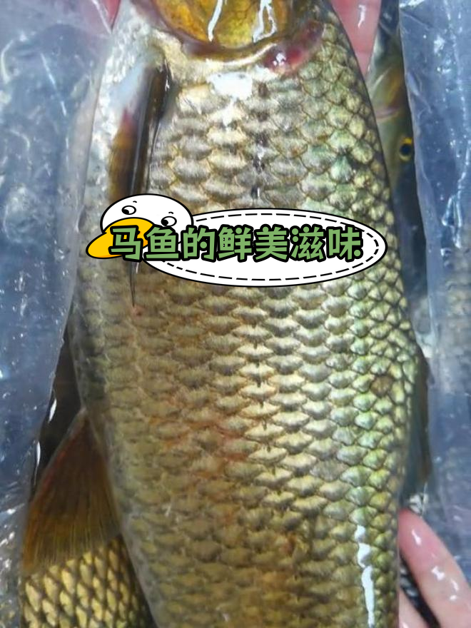 抚仙湖的顶级美味:马鱼
