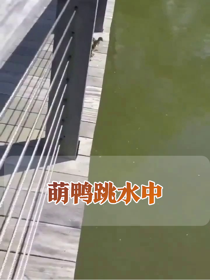 鸭妈妈带头跳水，小鸭子排排跳萌翻了