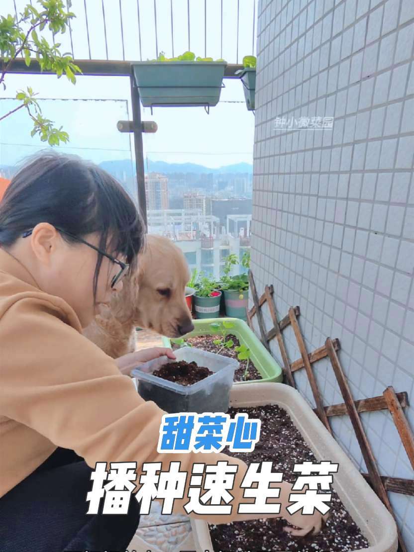 阳台种菜 盆栽蔬菜 播种 甜菜心 速生菜
