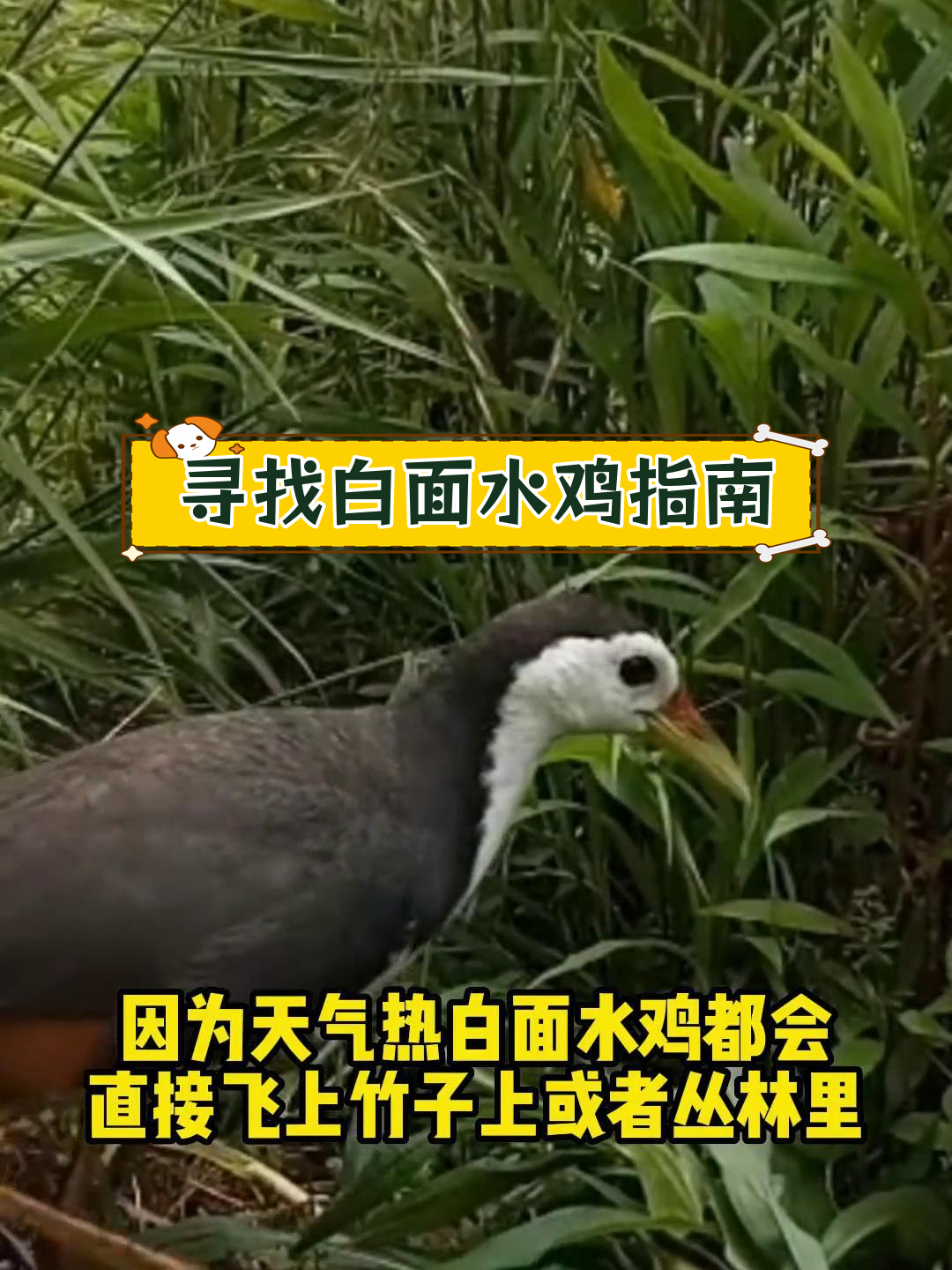 如何寻找白面水鸡:最佳观测时机与地点