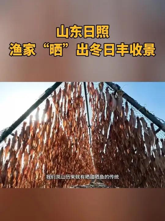 近日，山东日照岚山，渔村开启“晒冬”模式。万鱼悬空，自成一片金色海岸