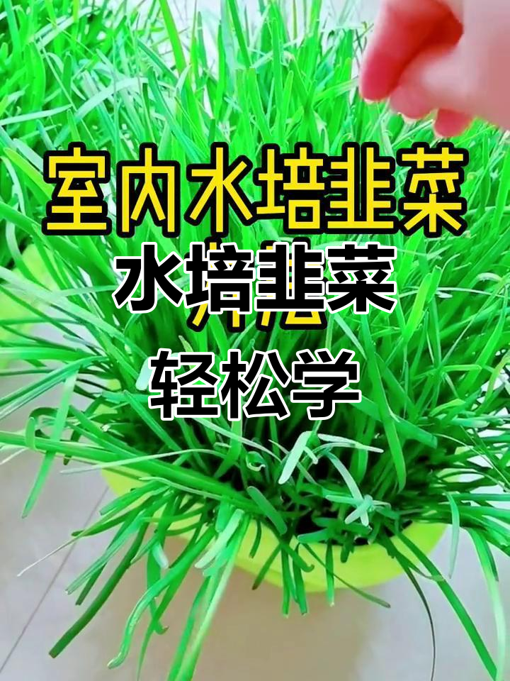 自己动手种韭菜，水培方法教你快速丰收美味饺子馅