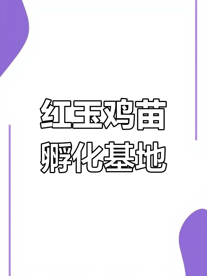 常年孵化红玉鸡苗、芦花鸡苗与绿壳蛋鸡,品质保障