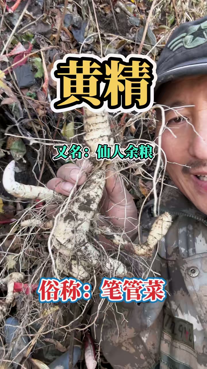 黄精嫩茎叶也是一种山野菜