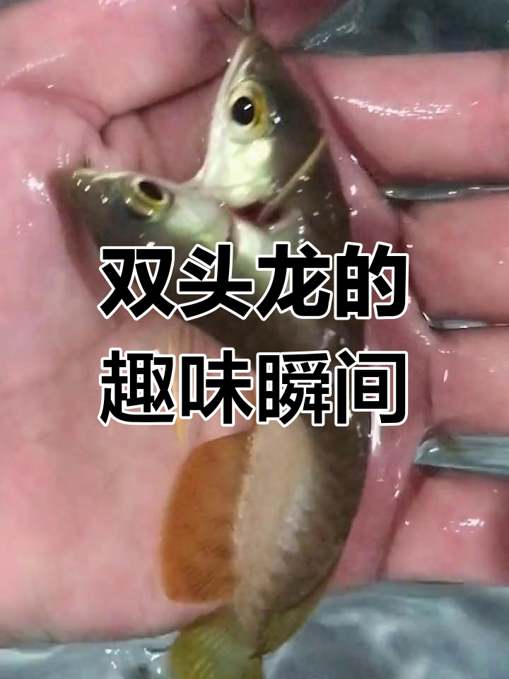 好奇双头龙吃食,竟然还有这么有趣的一幕!