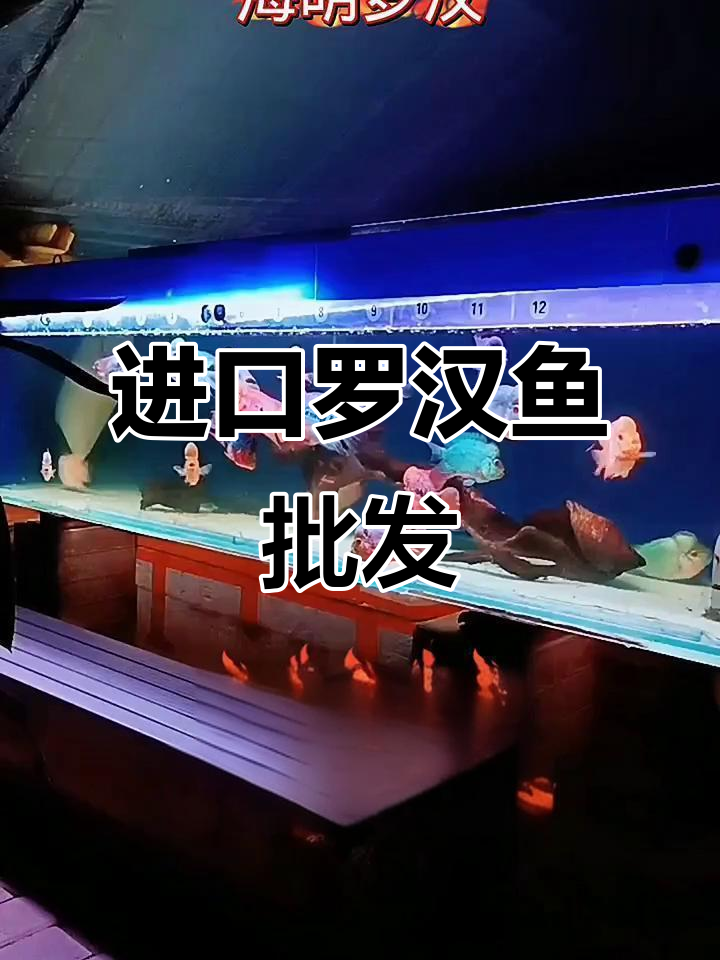 罗汉鱼混养技巧，价格实惠品质有保障