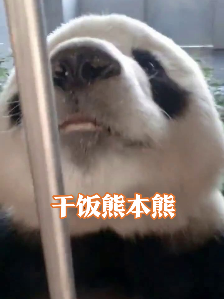 熊猫干饭魂觉醒!吃胡萝卜吃出表情包还讨赏